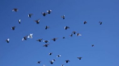 Gökyüzünde uçan kuş sürüsü gibi. Ölüm konsepti karmaşası. Gökyüzünde uçan bir grup kuş. Kara Kargalar gökyüzüne doğru dönen bir grup. Sıcak ülkelerden uçan kuşların göç hareketleri.