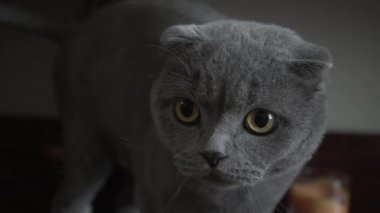 Kısa saçlı ve uzun bıyıklı gri safkan kedi ağızlığı. İngiliz kedisinin kulakları düz. Evcil hayvanın ciddi yüz ifadesi. Göz bebekleri daralmış. Erkek kedi objeye odaklanıyor ve kameraya bakıyor.. 