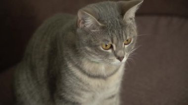 Kısa saçlı ve uzun bıyıklı gri safkan kedi ağızlığı. İngiliz kedisinin kulakları düz. Evcil hayvanın ciddi yüz ifadesi. Göz bebekleri daralmış. Erkek kedi objeye odaklanıyor ve kameraya bakıyor.. 