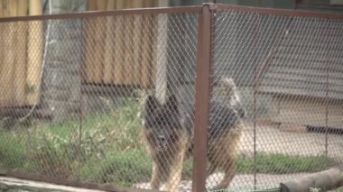 Üzgün evsiz köpek kısmi heterokromi istenmeyen ve hayvan barınağında havlayan ve kuyruklarını mutlu bir şekilde sallayan. Sığınma evi. Demir kafeste başıboş köpekler. Fakir ve aç sokak köpekleri. 