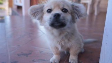 Masa sahibinin altında beyaz köpeği beslemek. Orta ölçekli köpek görünümlü kamera. Yüksek kaliteli FullHD görüntüler