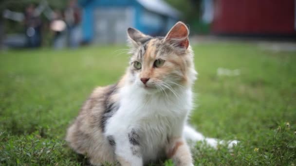 Nieuwsgierige Kat Kijkt Met Brede Ogen Naar Camera Gestreepte Kat — Stockvideo