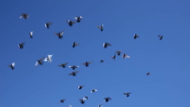 Kawanan Burung Terbang Langit Gagak Kekacauan Konsep Kematian Sekelompok Burung — Stok Video