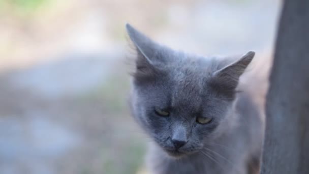 고양이의 주둥이는 수염을 고양이는 동물의 눈동자가 톰캣은 물체에 초점을 맞추고 — 비디오