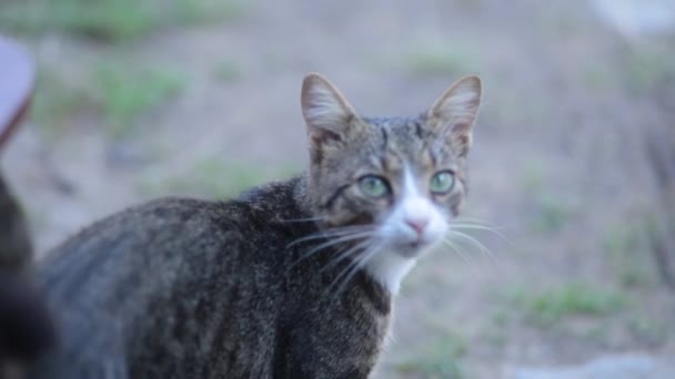 Curioso Gato Mira Cámara Con Ojos Anchos Gato Rayas Yace — Vídeos de Stock