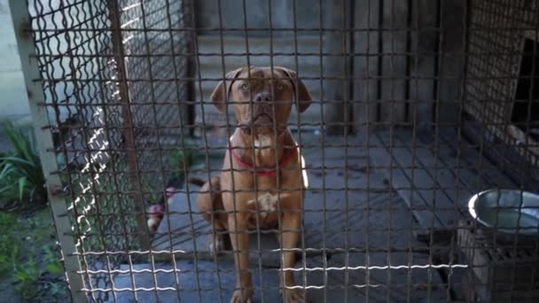 Trauriger Obdachloser Einsamer Hund Der Tierheim Ungewollt Bellt Und Mit — Stockvideo