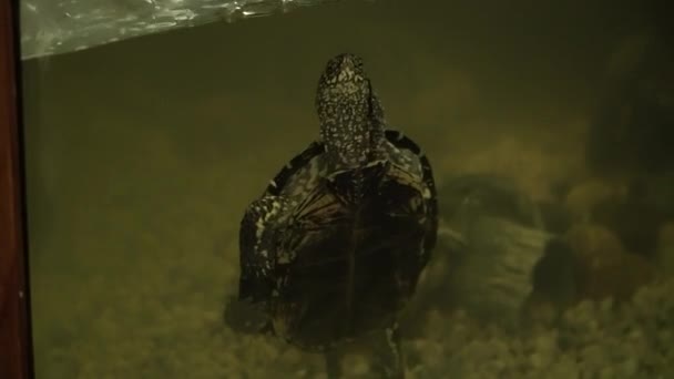 Mccords Slangenhalsschildpad Zwemmen Aquarium Hoge Kwaliteit Fullhd Beeldmateriaal — Stockvideo