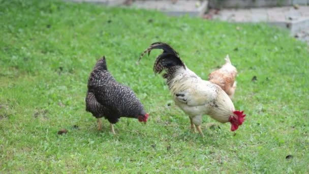 Kilka Czerwonych Hodowlanych Kurczaków Jedzących Kukurydzę Wsi Koncepcja Hodowli Zootechniki — Wideo stockowe