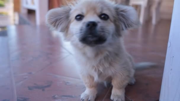 Alimentar Perro Blanco Bajo Dueño Mesa Cámara Aspecto Perro Tiro — Vídeos de Stock