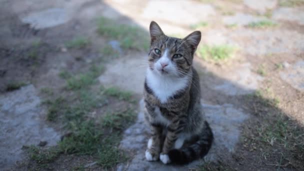 Ciekawy Kot Patrzy Kamerę Szerokimi Oczami Kot Paski Leży Miękkim — Wideo stockowe