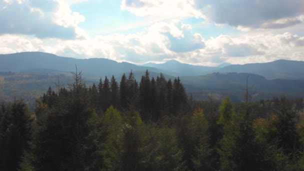 Montanhas Floresta Conífera Fotografia Aérea Drone Uma Altura Ucrânia Cárpatos — Vídeo de Stock