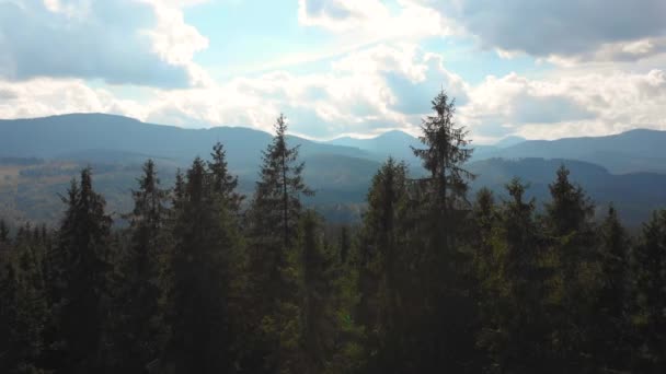 Imagens Aéreas Drones View Resolution Flight Pine Forest Mountains Cárpatos — Vídeo de Stock