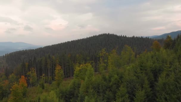 Vista Aérea Del Dron Vuelo Sobre Bosque Pinos Carretera Rural — Vídeo de stock