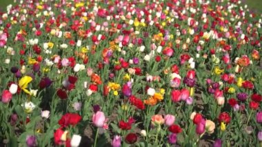 Rengarenk, parlak, çiçek açan laleler geniş bir grup çok renkli çiçek doğa hala canlı arka planda, rüzgarda hareket ediyor. Doğal çiçek deseni, güneşli lale tarlası, yaz zamanı..