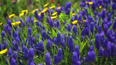 Mavi çiçeklerin yakından bakınca Muscari hafif esintide titriyor. Bahar çiçeği makro arka planı. Mor çiçekler Muscari veya fare sümbülü Yüksek kalite 4K görüntü