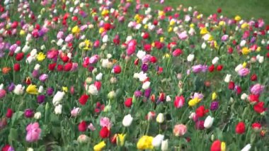 Farklı çeşitleri ve bahar bahçesinde çiçeklenme farklı canlı renkler güzel lale alanı. Çiçek yatağı. Lale Festivali. Bahar içinde Lale Çiçek çiçeği.