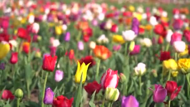 Tavaszi Virág Háttér Színes Tulipánok Virágoztak Kertben Egy Kis Szellő — Stock videók