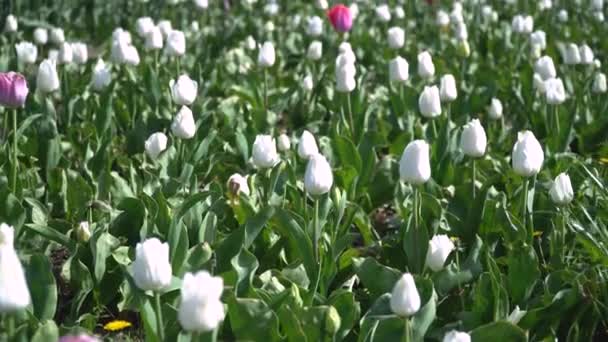 Muchos Tulipanes Jardín Campo Tulipanes Hermosos Tulipanes Holandeses Blancos Jardín — Vídeos de Stock