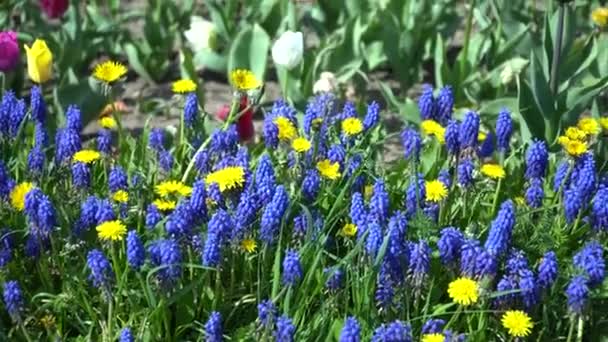 Gros Plan Des Fleurs Bleues Muscari Tremblant Dans Brise Légère — Video