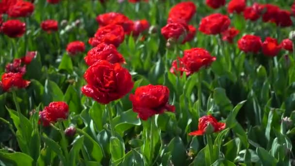 Massor Vackra Röda Tulpaner Och Blommor Gröna Gräsmattan Högkvalitativ Film — Stockvideo