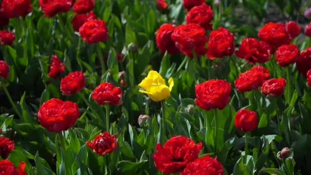 Один Жовтий Тюльпан Росте Серед Багатьох Червоних Квітів Контрастна Концепція — стокове відео
