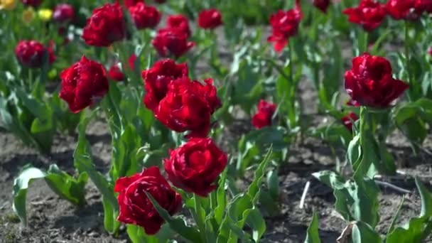 Massor Vackra Röda Tulpaner Och Blommor Gröna Gräsmattan Högkvalitativ Film — Stockvideo