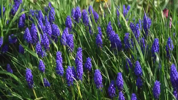 Gros Plan Des Fleurs Bleues Muscari Tremblant Dans Brise Légère — Video