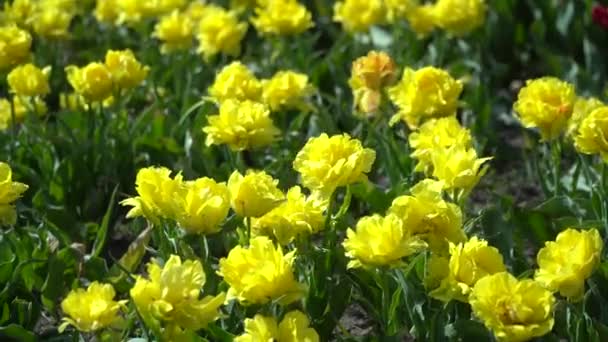 Banda Żółtych Tulipanów Kwitnących Sezonie Wiosennym Cinematic Handheld Shot Żółtych — Wideo stockowe