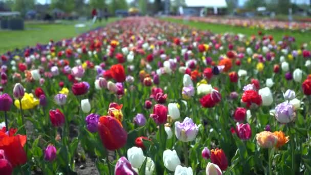 Campo Bellissimi Tulipani Diverse Varietà Diversi Colori Vivaci Che Fioriscono — Video Stock