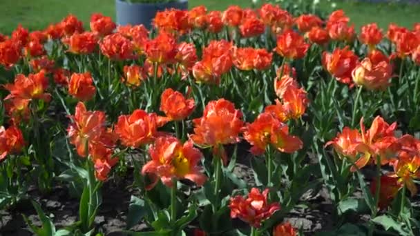 Muchos Tulipanes Anaranjados Balancean Viento Espacio Abierto Parque Concepto Una — Vídeo de stock