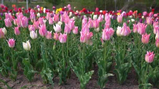 Blühende Rosa Tulpen Blumenbeet Blumengarten Horizontale Statische Ansicht Des Großen — Stockvideo