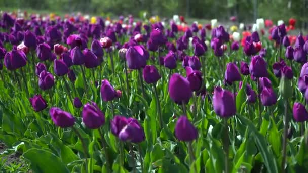 Muchos Tulipanes Morados Fondo Tulipanes Parque Textura Natural Flores Cámara — Vídeo de stock