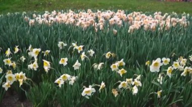 Şairler baharda nergis çiçeği açarlar. Narcissus Poeticus şairleri nergis, sülün gözü, nargis, bulucu çiçek ve pembemsi zambak yetiştirilen ilk nergislerden biriydi.. 