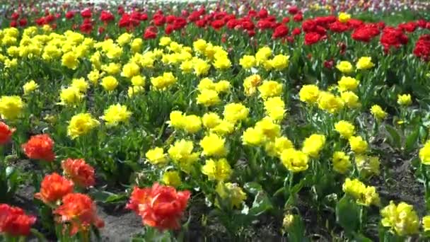 Tulipas Tulipas Vermelhas Amarelas Plantação Tulipas Vermelhas Amarelas Montes Flores — Vídeo de Stock