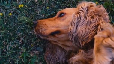 Cocker spaniel köpek baş aşağı yatıyor. Bir insana güvendiğini gösterir. Yüksek kalite 4k görüntü