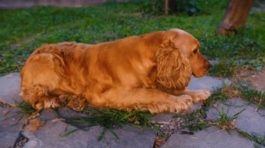 sad cocker Spaniel dog lying on grass ready to sleep. High quality 4k footage