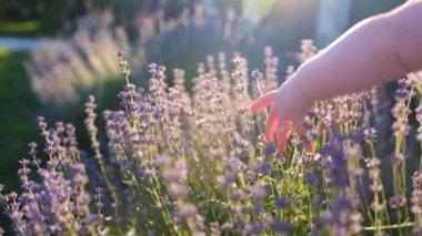 Altın gün batımında, güzel lavanta tarlasında mor çiçeklere dokunmak. Yüksek kalite 4k görüntü