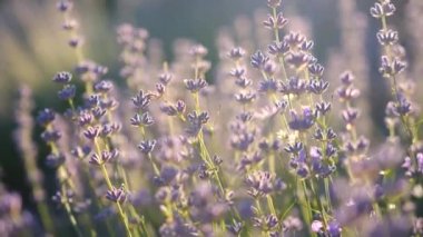 Genç bir kadının eli lavanta çiçeklerini nazikçe tutuyor yaz günbatımında yavaş çekim geri kayıyor. Büyük lavanta çiçeklerinin açtığı tarlanın manzarası. Güneş ışınları mor bitkilerdir. Rahat ol. Aromaterapi.
