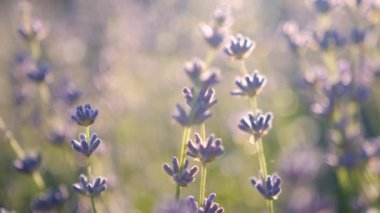 Gün batımında Rüzgarda Sallanan Güzel Çiçekli Lavanta. Fransız Kaynağının Lavanta Tarlaları 'nda mor lavanta çiçekleri. Doğa Arkaplanı.