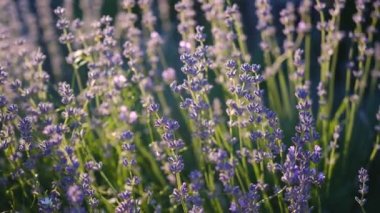 Lavanta çiçeği gün batımında bitmeyen sıralarda kokulu tarlalar açıyor. Valensole yakınlarındaki Fransız Provence 'ının lavanta tarlalarındaki lavanta aromalı lavanta çiçeklerinin çalıları üzerine seçici bir odak noktası. 