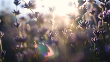 Çok yakın, güneş ışığındaki lavanta bitkisi. Kamerayı hareket ettir. Yüksek kalite 4k görüntü