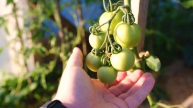 Çiftçi domates hasadını teftiş eder. Daldaki yeşil organik domatesler. Erkek el domateslere dokunuyor. Organik tarım, sebze bahçesi. Yüksek kaliteli 4K görüntü.