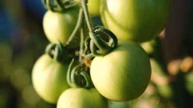 Çiftçi domates hasadını teftiş eder. Daldaki yeşil organik domatesler. Erkek el domateslere dokunuyor. Organik tarım, sebze bahçesi. Yüksek kaliteli 4K görüntü.