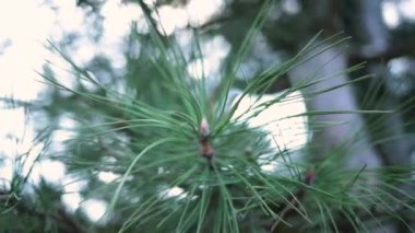 Branch of an evergreen coniferous tree with prickly long leaves-needles. Pine tree branch with pine needles on sky background. Organic fresh live plant. High quality FullHD footage