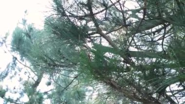 Green spruce forest in summer morning raindrops. Sun rays break through fresh pine branch after rain. Evergreen fir trees in clean dew drops. Sunbeam in summer forest nature. Ecology environment.