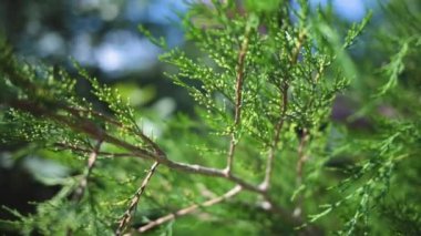 Thuja occidentalis (kuzey beyaz sedir, doğu beyaz sedir, veya arborvitae), Kanada 'nın doğusunda yer alan Cupressaceae familyasından bir kozalaklı ağaçtır. Yüksek kalite FullHD