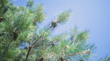 Branch of an evergreen coniferous tree with prickly long leaves-needles. Pine tree branch with pine needles on sky background. Organic fresh live plant. High quality FullHD footage