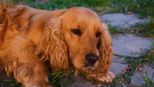 Trauriger Cocker Spaniel Hund Liegt Schlafbereit Gras Hochwertiges Filmmaterial — Stockvideo
