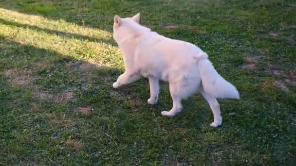 White Husky Garten Liegt Auf Dem Gras Und Ruht Sich — Stockvideo