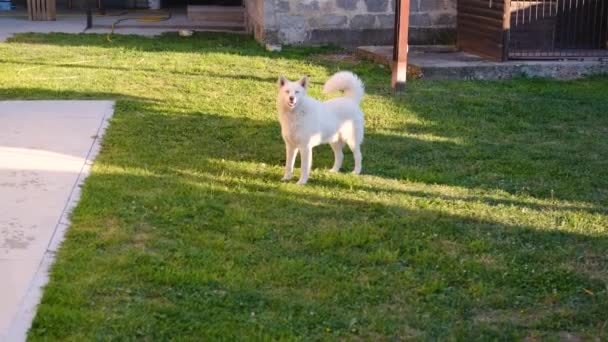Pies Biały Husky Ogrodzie Leży Trawie Odpoczywa Podwórku Ogrodzie Wysokiej — Wideo stockowe